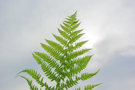 Single fresh green fern leaf against cloudy skyの写真素材