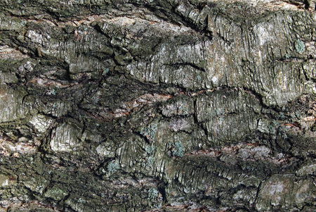 Closeup of old weathered cracked tree bark as background