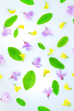 Flowers and leaves on white background. Flat lay, top view.の写真素材