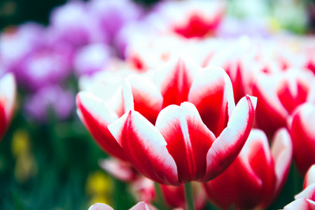 Colorful tulip flowers blooming in the gardenの写真素材