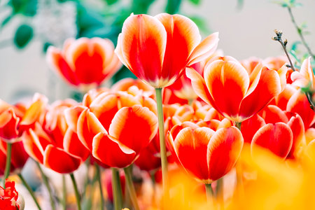 Beautiful view of colorful spring-blooming tulips flowers in the garden. Spring wallpaper.の写真素材