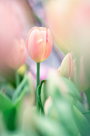 Beautiful colorful spring-blooming tulips flowers in the garden. Spring wallpaper. Flower...