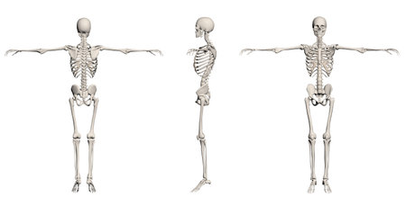 Human Skeleton - male back, front,end right made in 3d software