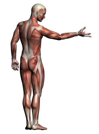Human Anatomy - Male Muscles made in 3d softwareの写真素材