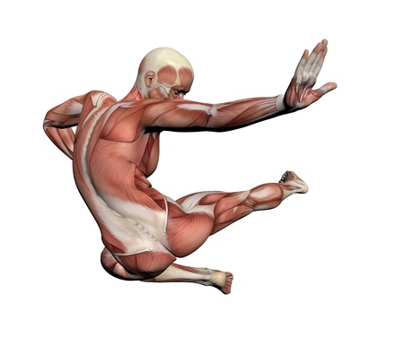 Human Anatomy - Male Muscles made in 3d softwareの写真素材