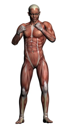 Human Anatomy - Male Muscles made in 3d softwareの写真素材