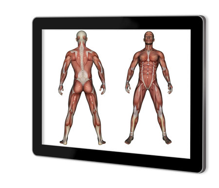 Human Anatomy Male Muscles  show  on tablet