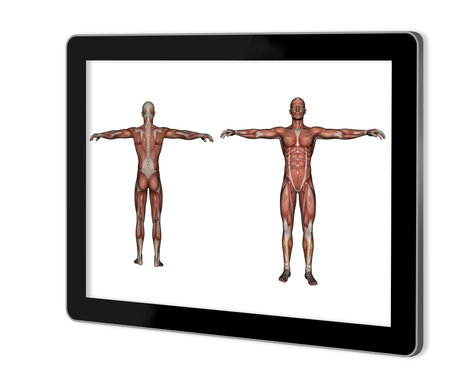 Human Anatomy Male Muscles  show  on tablet