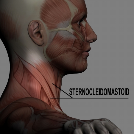 Human Anatomy Male Muscles with highlighting  sternocleidomastoidの写真素材