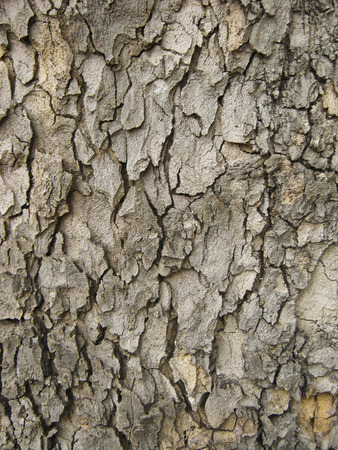 Tree Bark. Detailed Texture effect.の写真素材