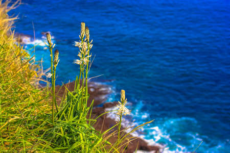 Green grass against a background of blue ocean in summer and a little boat on the horizontの写真素材