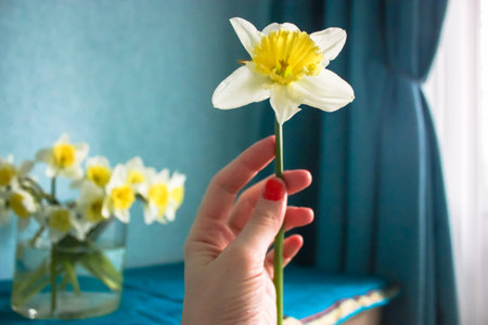 Daffodil flower in womans hand and bouquet in the background, spring stilllife