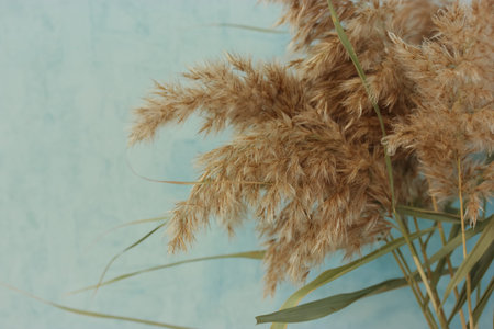 Pampas grass or cortaderia dioecious, Sello against a blue wall in the interior