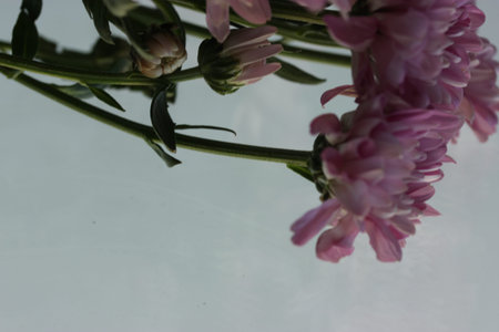 Bouquet of pink small chrysanthemums on light background, Mothers Day, Birthday or Valentines Day...