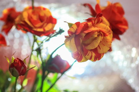 A bouquet of beautiful small roses in two colors of yellow and red tone on a white background. A...
