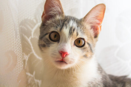 A beautiful fluffy striped surprised cat with big yellow eyes. Portrait of a young cat with a long mustaches and pink nose. White background. Favorite pets.の写真素材