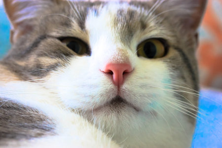 Cheeky striped furry cat with yellow eyes and pink nose looking straight at the camera. Blue...