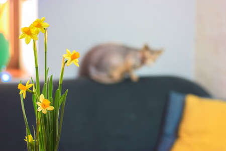 Blooming narcissus yellow flowers indoors and a bald Canadian sphynx cat. Design interior of living room with gray sofa and yellow pillows on blurred background.の写真素材