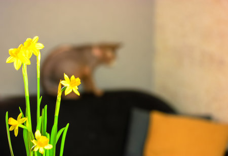 Blooming narcissus yellow flowers indoors and a bald Canadian sphynx cat. Design interior of living...