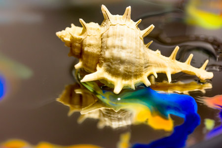 Beautiful white conch seashell on mirror surface reflected in it, bright watercolor colors spread on...