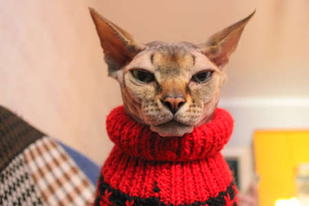 Portrait of a beautiful serious Canadian Sphynx cat with green eyes in a red knit sweater close-up. Stylish clothes for our favorite pets. Cat in the home environment.の写真素材