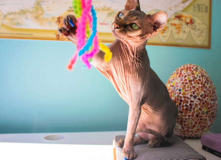 A beautiful gray Canadian Sphynx cat with green eyes is playing with a pet toy, sitting against a blue wall. An elegant cat holding a toy in his paw. The wrinkled skin of a bald cat.の写真素材