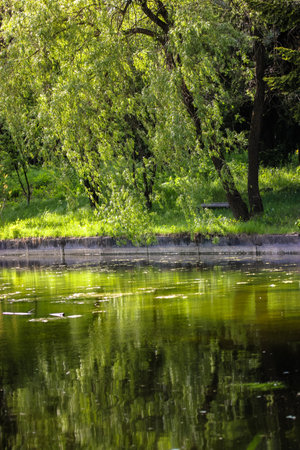 Amazing view at a calm pond and greenery of various overhanging trees reflecting in water. Beautiful colorful summer spring natural landscape with a lake in park surrounded by green trees in sunlight.の写真素材