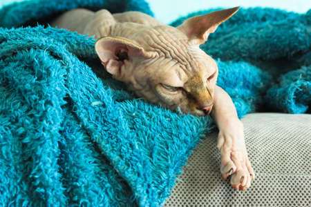 Canadian Sphynx cat sleeping sweetly on gray sofa under blue fluffy plaid. The domestic cat is resting in a cozy atmosphere. High quality photoの写真素材