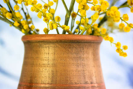 A bouquet of yellow mimosa flowers in a brown clay vase. Yellow spring flowers on black and white brush strokes background. Golden Acacia dealbata in bloom. A gift for Mom's day, March 8, Easter.の写真素材