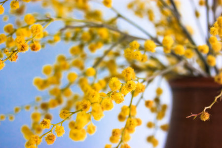 Stunning golden yellow mimosa flowers, acacia dealbata branches in bouquet close-up on blue...