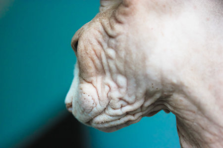 Portrait of a gray purebred Canadian Sphynx cat with a wrinkled skin and white muzzle close-up. A...