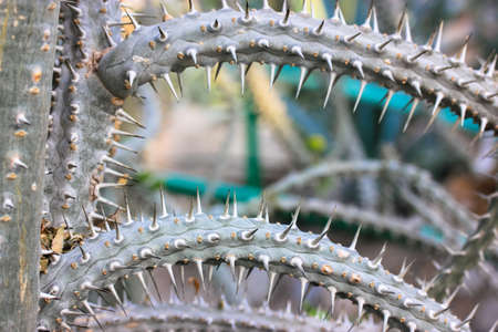 Green blue cacti with dangerous long stiff prickles spines close-up in the wild.の写真素材