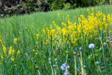 A blooming spring meadow with yellow flowers and lush green grass close-up. Natural landscape.