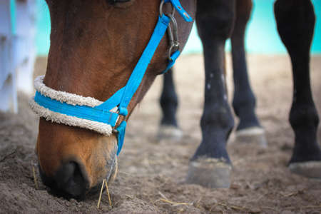 A bay horse eats from the ground, muzzle close. A blue bridle, headband, the equipment, harness, put on the head of the mare, stallion to control the animal. Horse feet with hooves in defocus.の写真素材