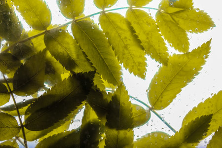 Background of green leaves behind a glass with lots of water, dew drops after summer rain. Foliage...