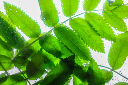 Background of bright green leaves behind a glass with lots of water or dew drops on it after summer rain. Foliage isolated on a light background. Rain forest, nature theme. Rainy season at spring.の写真素材