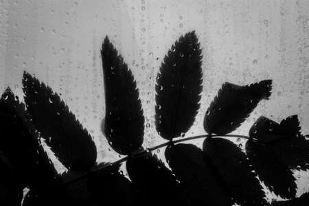 Black and white background of leaves behind a glass with lots of water drops after rain. Contrast foliage on a light white background. Rainy season at spring, summer, fall time. Macro leaf veins.の写真素材