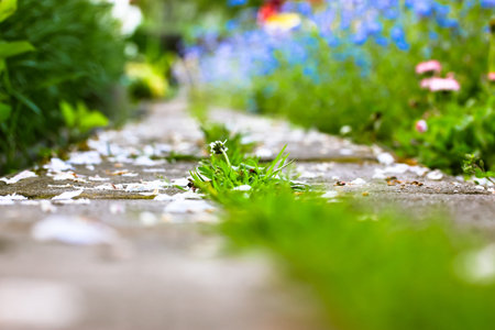 A path dotted with white petals in a blooming garden. Different flowers are planted along a path -...