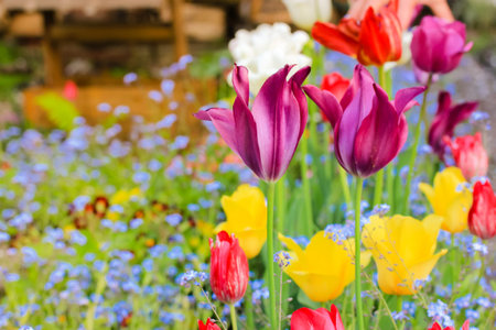 Multicolored purple, yellow, red, white tulips, small blue Forget-me-not (Myosotis scorpioides)...