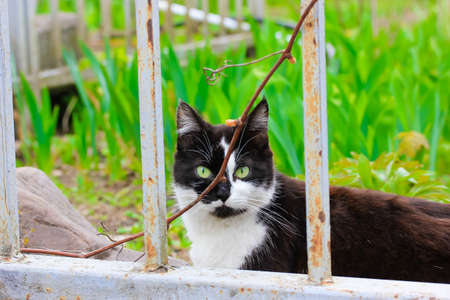 A beautiful black white spotted cat with bright green eyes stands behind a metal fence and looks directly into a camera. Animals without breed and pets on the green natural background. A cat is hidingの写真素材