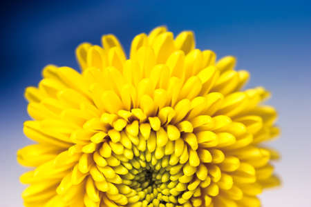 Beautiful small yellow chrysanthemum isolated on a deep blue blurry background. Macro shot of bright spring flower petals. Yellow mums flowers image. A present for Mother's Day and other holidays.の写真素材