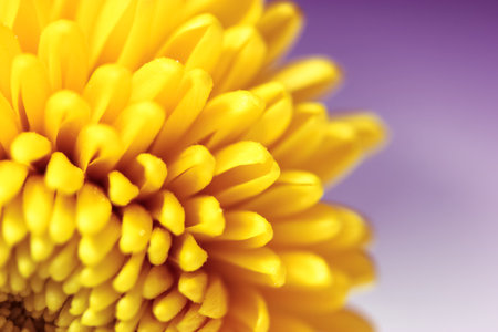 Beautiful small yellow chrysanthemum isolated on a deep violet blurry background. Macro shot of bright spring flower petals. Yellow mums flowers image. Amazing natural background. Flower power conceptの写真素材