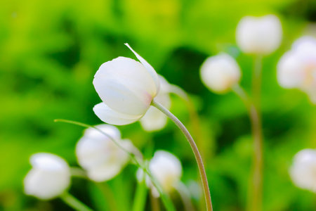Blooming white anemones or Anemone pulsatilla in the garden in spring, summer season. Charming...