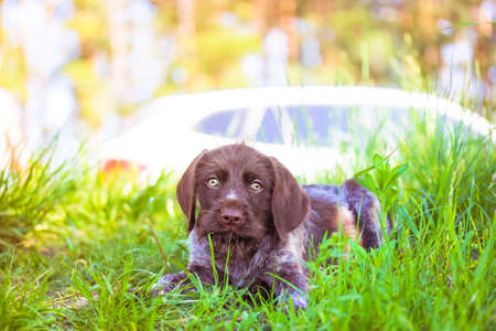 A beautiful brown deutsch drahthaar puppy with sad green eyes. A portrait of a purebred dog lying in tall grass in a meadow in sunny summer day, looking straight. A canine on the nature in summertime.の写真素材
