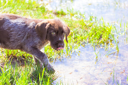 A beautiful brown Deutsch Drathaar puppy standing on the bank of a river, lake on a summer day and...