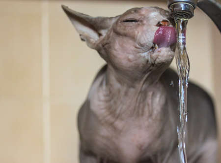 A handsome Canadian Sphynx breed cat drinks water from a tap on a kitchen sink, sticking out long pink tongue. A naked cat is thirsty on a hot summer day. Funny pets at home. Wet wrinkled muzzle.の写真素材