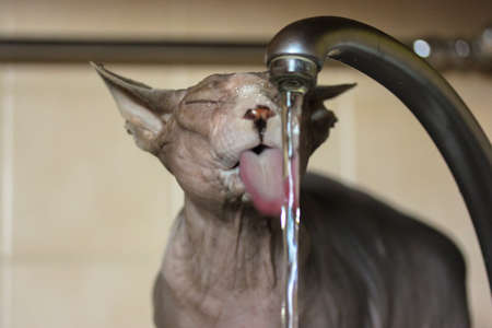 A handsome Canadian Sphynx breed cat drinks water from a tap on a kitchen sink, sticking out long pink tongue. A naked cat is thirsty on a hot summer day. Funny pets at home. Wet wrinkled muzzle.の写真素材