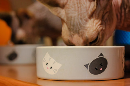 Two Canadian Sphynx cats eating food from bowls with appetite. Cat's dishes with pictures of...