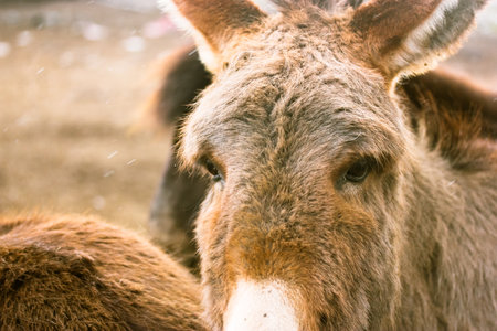 Equus asinus asinus, or domesticated donkey. A muzzle of a handsome gray-brown donkey in front of other animals on a farm or zoo on a cold winter day. Donkey Farm. Agriculture theme. Warm film filter.の写真素材