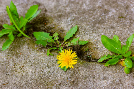 A yellow dandelion flower with green leaves growing from a crack in concrete, cement. A concept of growth, overcoming difficulties, strength, hope, beginning, rebirth. Nature power. Cinematic filter.の写真素材